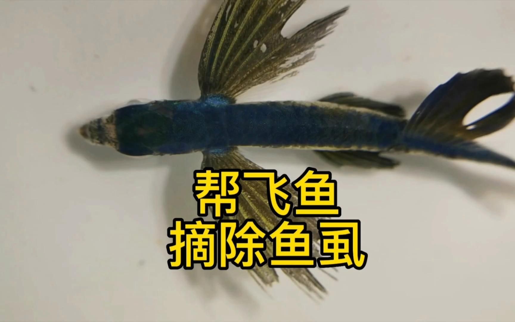 如何判斷魚是否感染鲺或魚虱，如何判斷魚是否感染了寄生蟲