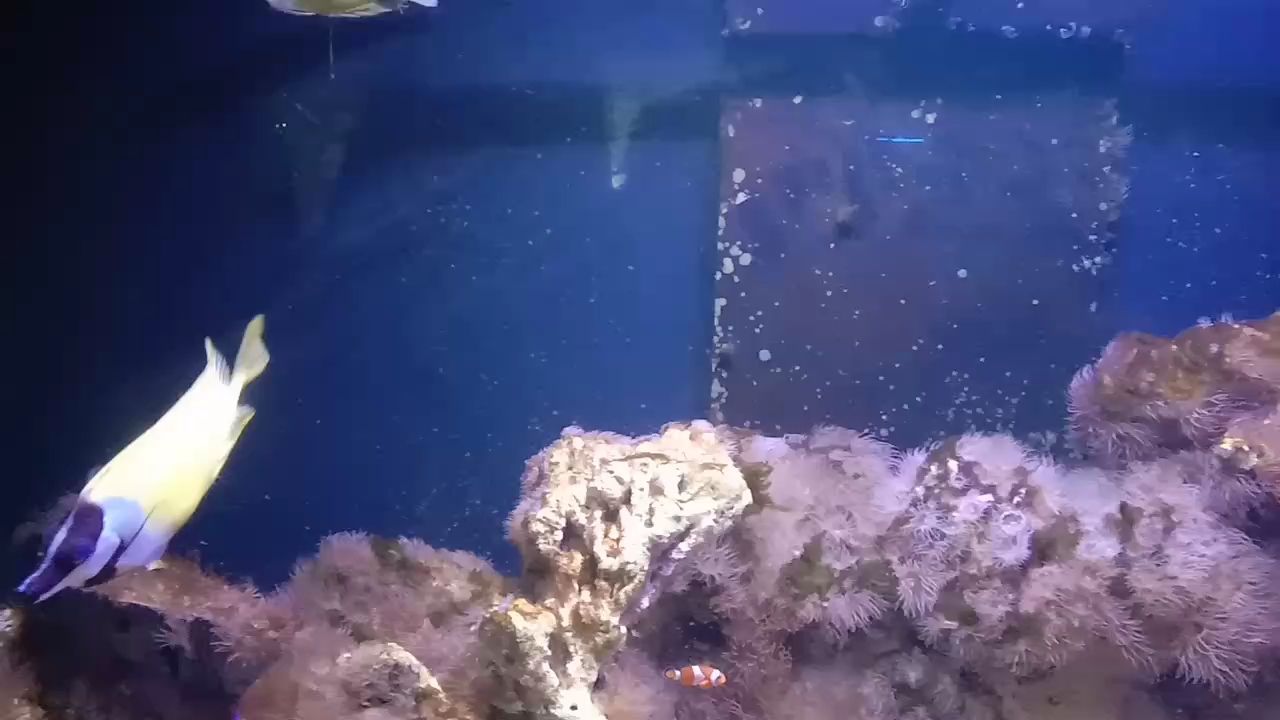 陪一缸有緣魚，陪一缸有緣魚，宇哥6519