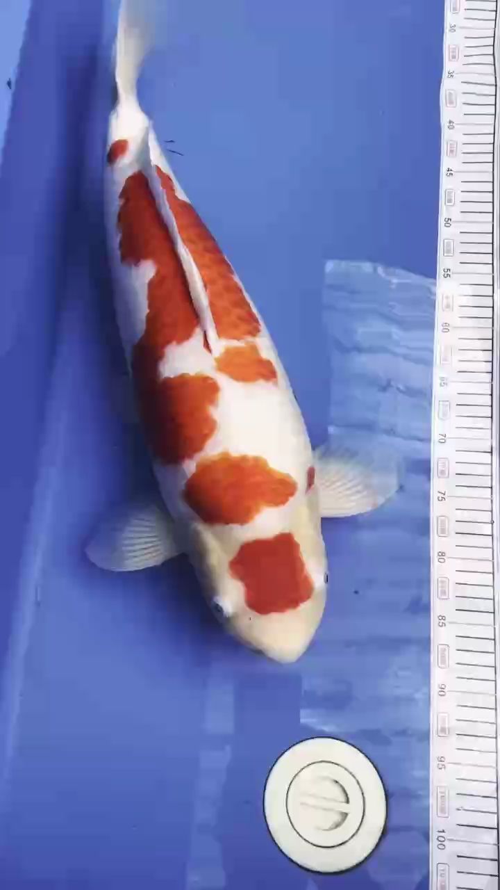 松江錦鯉，中國江南地區特有的一種觀賞魚，以其鮮艷的姿態而聞名