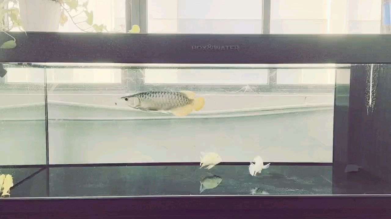 大骨架就要多吃，大骨架就要多吃，本文探討了如何通過飲食促進骨骼健康