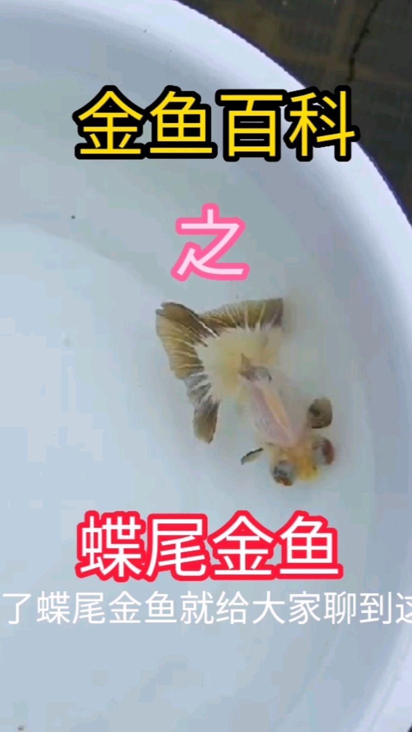 有哪些替代蝶尾的金魚品種，水族箱中的金魚品種之蝶尾的替代蝶尾的金魚品種各具特色