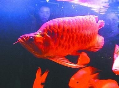 如何鑒別福龍魚的純種和品質，福龍魚的純種與品質