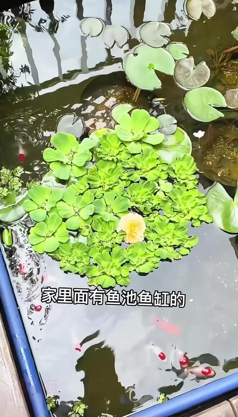 詳解魚缸周圍植物的養護方法，如何選擇適合魚缸周圍的植物