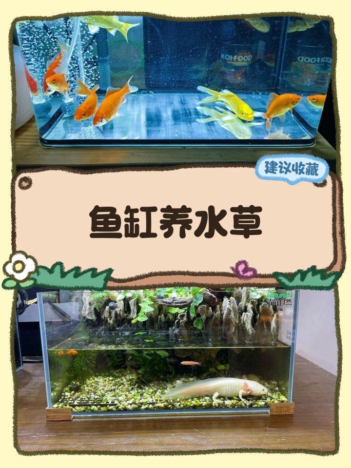 詳解魚缸周圍植物的養(yǎng)護(hù)方法，如何選擇適合魚缸周圍的植物