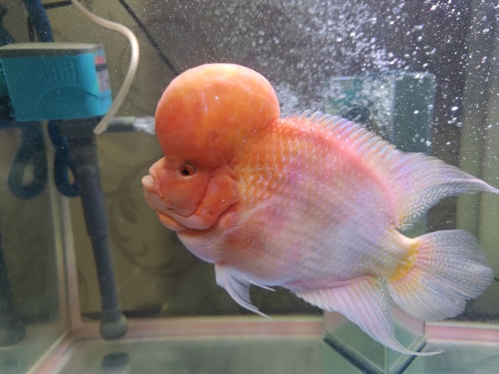 長(zhǎng)勢(shì)還不錯(cuò)，applegocpflpt評(píng)論：在哪買的好好看