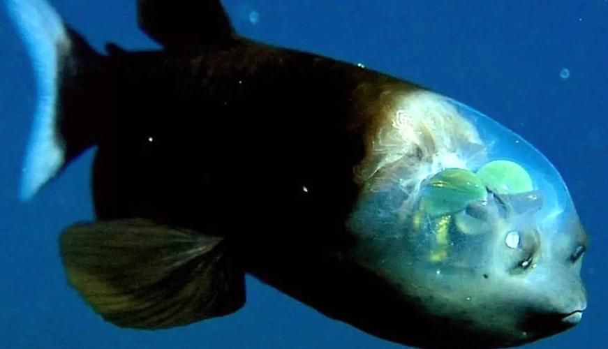 深海龍魚有哪些科研價值，深海龍魚的科研價值 深海龍魚有哪些科研價值，深海龍魚的科研價值 龍魚百科 第2張