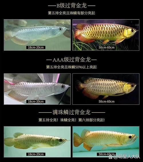 龍魚的身體部位圖解，龍魚各部位健康判斷標(biāo)準(zhǔn)清單