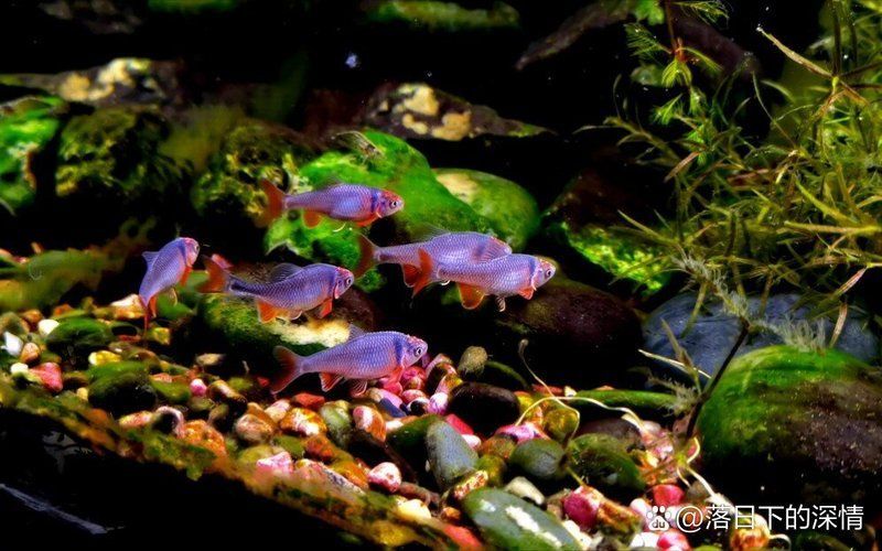 如何選擇適合自己的冷水觀賞魚，如何判斷冷水觀賞魚的健康狀況