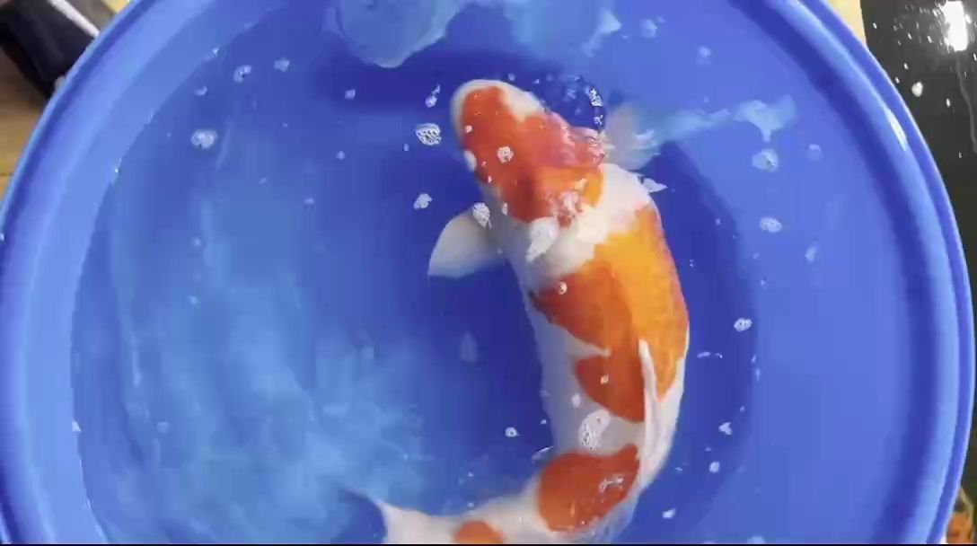 錦鯉，錦鯉在日本文化中具有特殊地位的觀賞魚，郭斌的超級玉蘭紅白