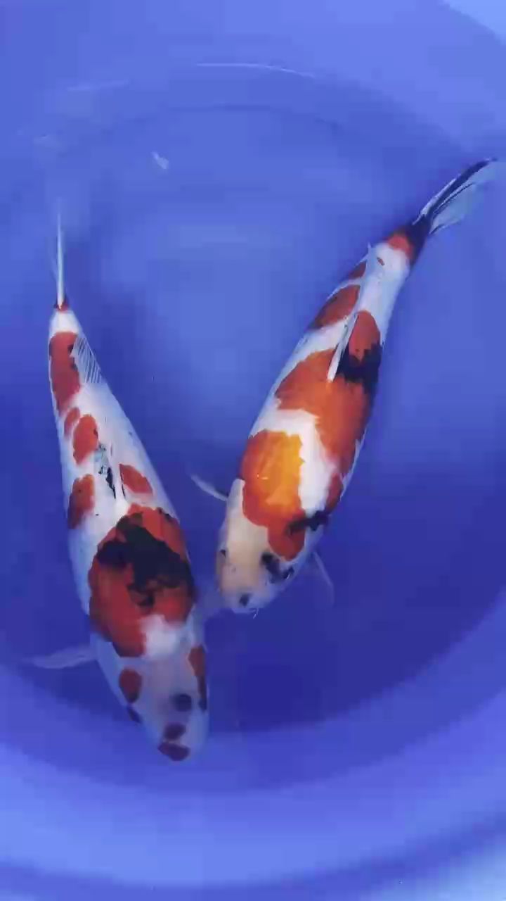 錦鯉，錦鯉是一種美麗的觀賞魚