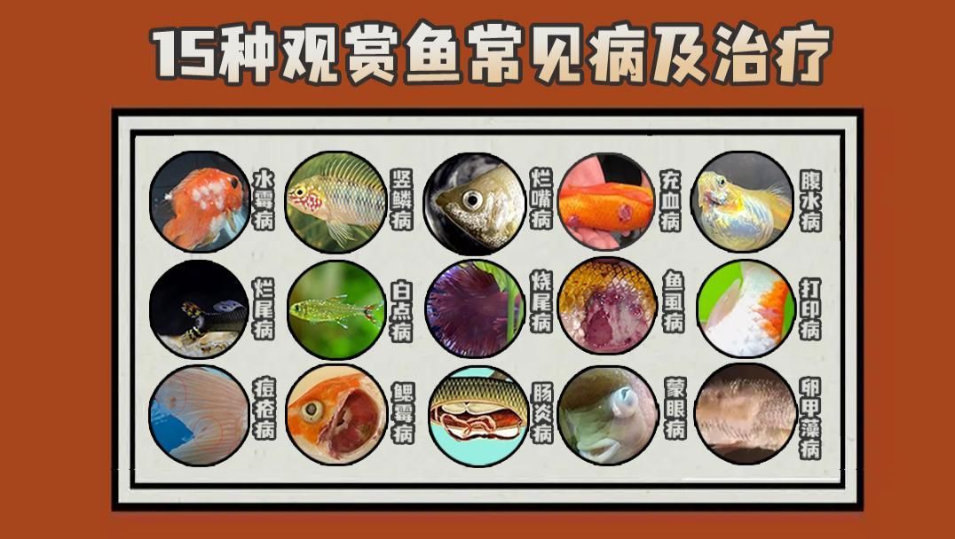 有哪些常見的魚類疾病，春季魚類常見疾病介紹