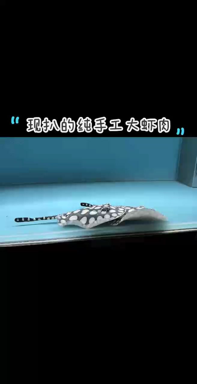 很多魚友會問魚兒日常喂什么，正常這個尺寸的魚兒，我們會以蝦肉為主，定期搭配泥鰍混合喂養，魚兒喂養指南