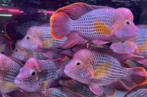 能給出更多招財魚混養的圖片嗎，招財魚可以混養嗎？