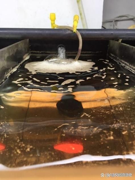 如何判斷小火龍魚是否適應深水環境，如何為小火龍魚配置合適的淺水環境