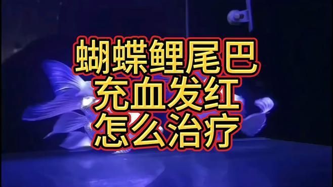 蝴蝶鯉尾巴紅血絲多久會(huì)自愈，蝴蝶鯉尾巴紅血絲自愈后會(huì)有痕跡嗎