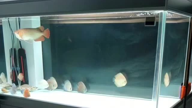 龍魚爛鰭最快最怕三個東西，權威水族病理研究與資深魚友實證龍魚“最快誘發”與“最怕”的三個因素