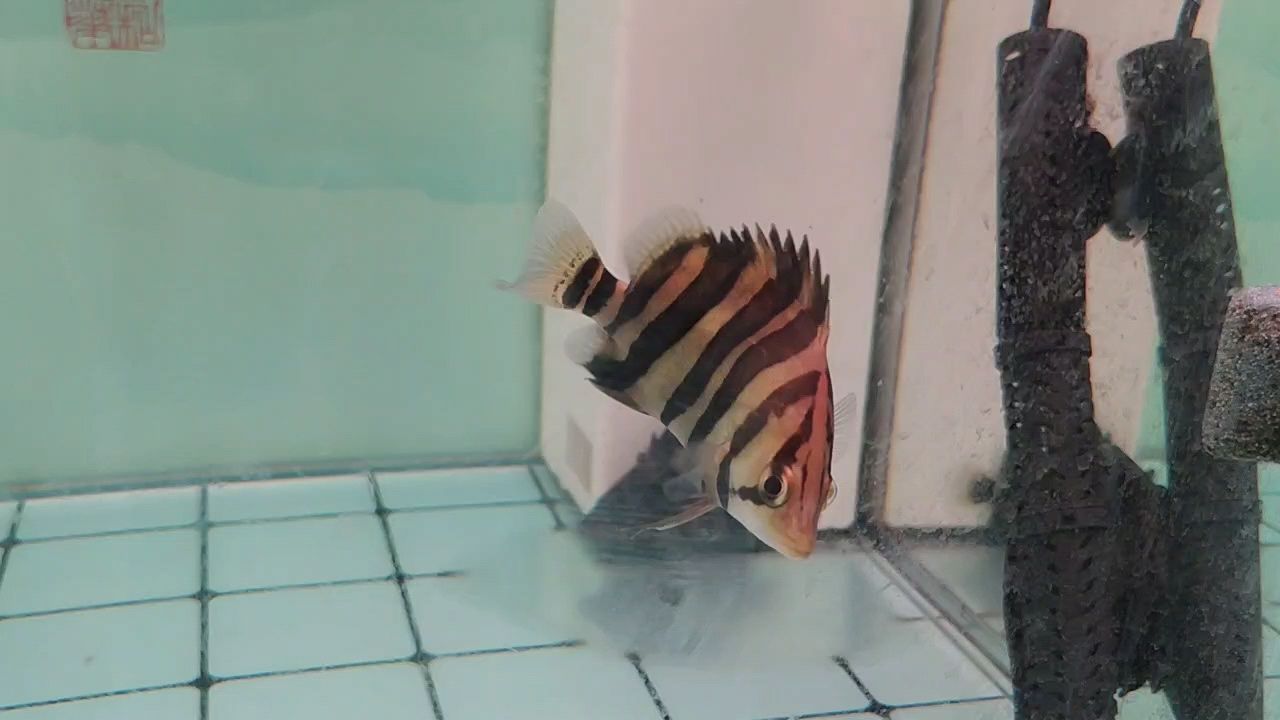 小虎魚，印尼四紋虎