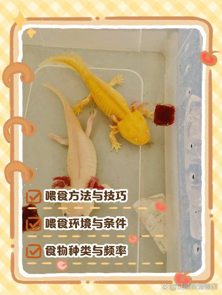 六角龍幾天不喂會餓死，六角恐龍魚喂食指南