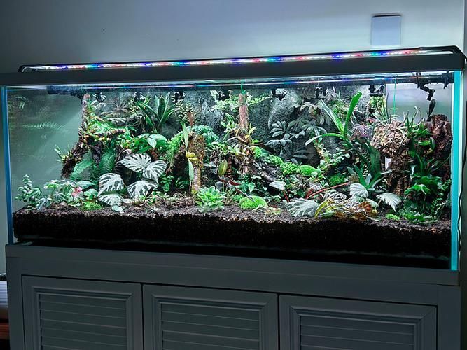 給我推薦幾款適合養龍魚的魚缸，適合養龍魚的幾款魚缸推薦