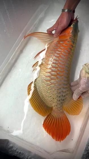 能否提供50公分紅龍的圖片，50公分紅龍的飼養(yǎng)要點