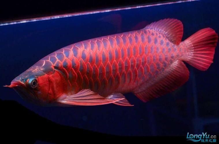 能否提供50公分紅龍的圖片，50公分紅龍的飼養(yǎng)要點