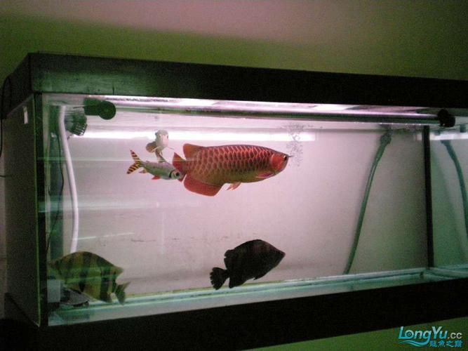 能否提供50公分紅龍的圖片，50公分紅龍的飼養(yǎng)要點