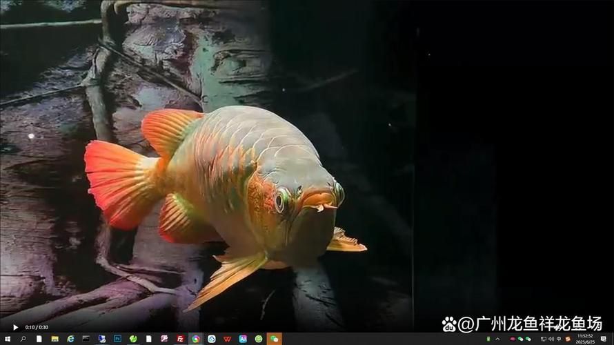 能否提供50公分紅龍的圖片，50公分紅龍的飼養(yǎng)要點