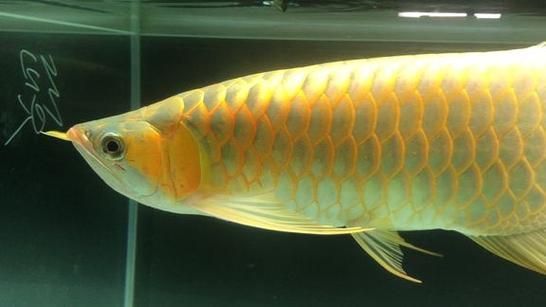 能否提供50公分紅龍的圖片，50公分紅龍的飼養(yǎng)要點