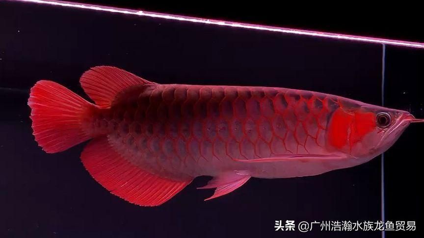 能否提供50公分紅龍的圖片，50公分紅龍的飼養(yǎng)要點