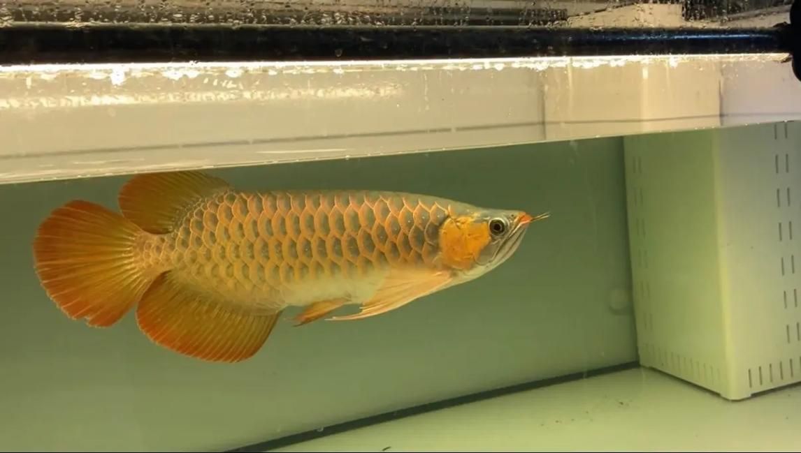 能否提供50公分紅龍的圖片，50公分紅龍的飼養(yǎng)要點