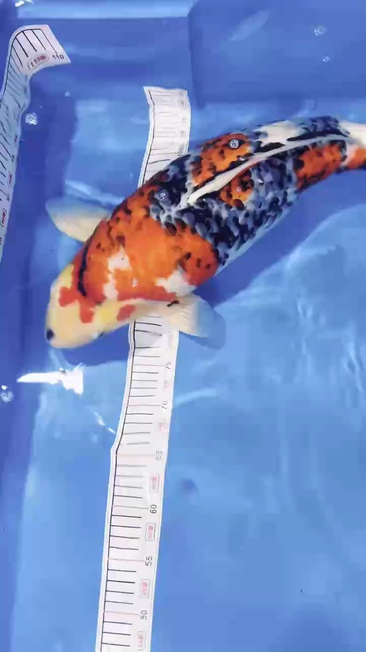 我回來(lái)了，i00wvbla評(píng)論：什么魚(yú)場(chǎng)的魚(yú),i00wvbla評(píng)論