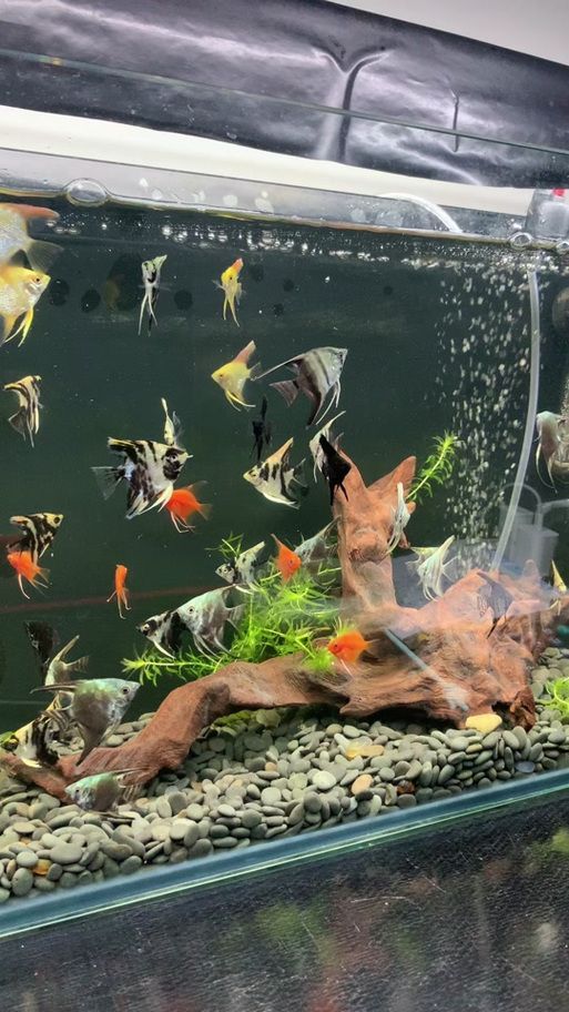 給出燕魚混養(yǎng)的具體搭配圖，如何判斷燕魚是否健康