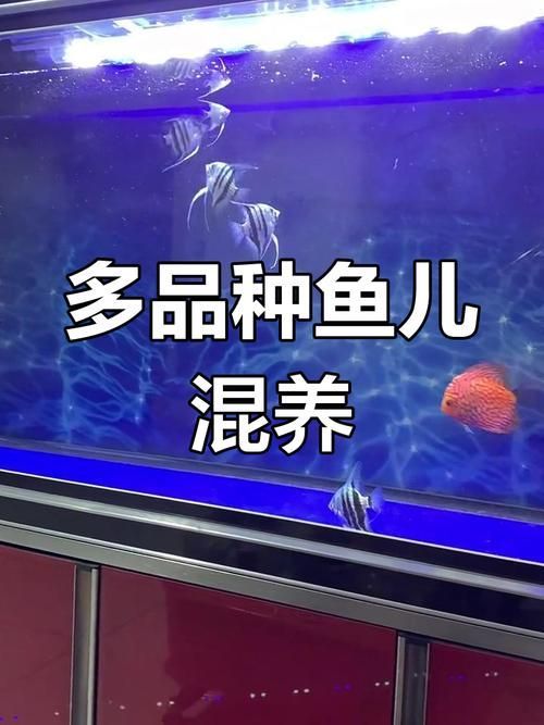 給出燕魚混養(yǎng)的具體搭配圖，如何判斷燕魚是否健康
