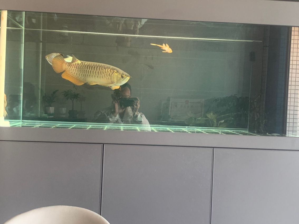 金龍，昆weixin001評論：中國傳統文化中的象征之一金龍