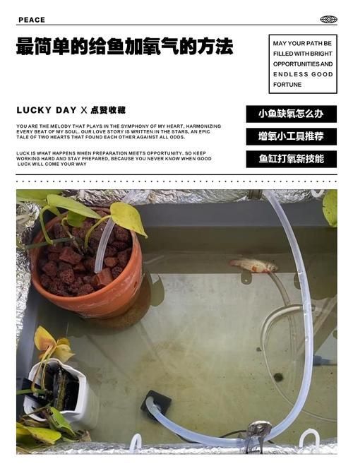 海林龍魚的售后服務怎么樣？，關于海林龍魚的售后服務
