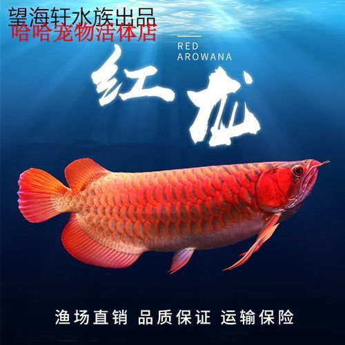 20公分過背金龍魚價格，20公分過背金龍魚哪個品種好20公分過背金龍魚價格