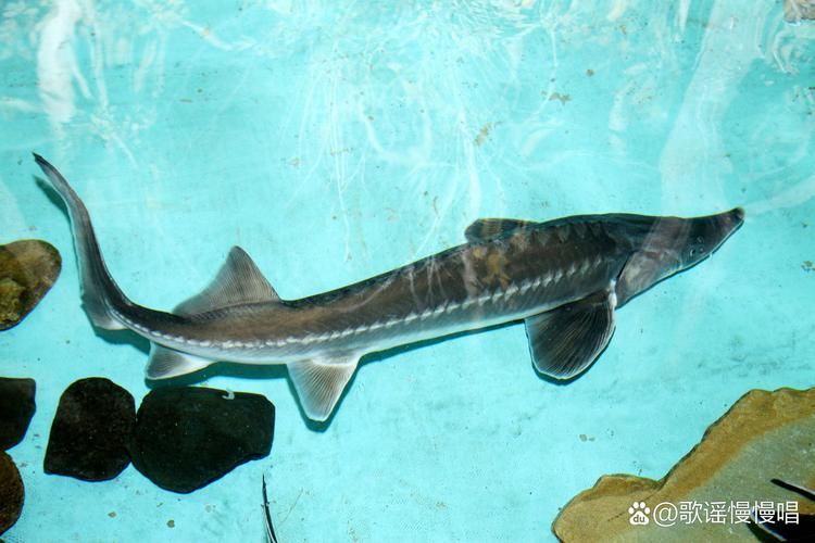 安龍龍魚和安龍魚哪個更稀有？，“安龍龍魚”和“安龍魚”哪個更稀有，安龍龍魚哪個更稀有