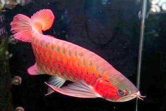 安龍龍魚和安龍魚哪個更稀有？，“安龍龍魚”和“安龍魚”哪個更稀有，安龍龍魚哪個更稀有