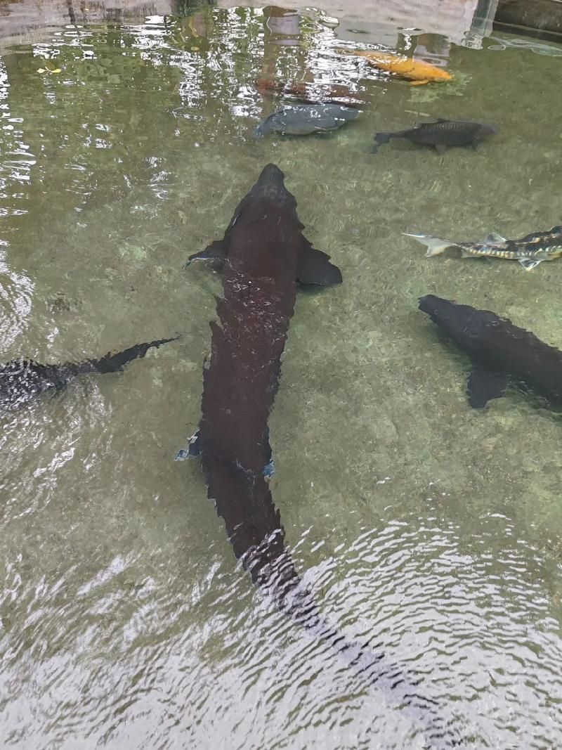 安龍龍魚和安龍魚哪個更稀有？，“安龍龍魚”和“安龍魚”哪個更稀有，安龍龍魚哪個更稀有