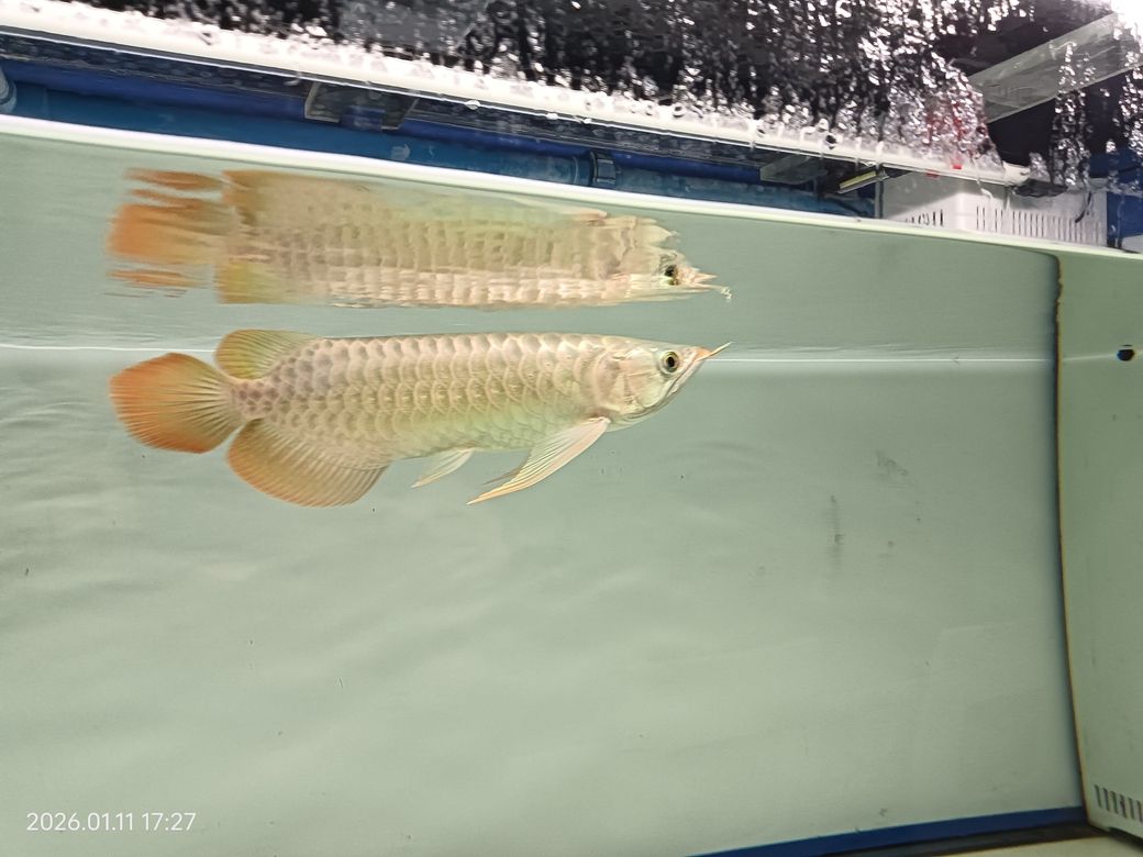 回家三個月了，北京老寧評論：回家三個月了，自從三個月了，