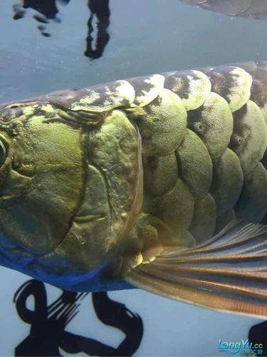 龍魚翻鰓晚期圖片，如何判斷龍魚是否翻鰓晚期？
