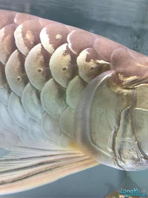 龍魚翻鰓晚期圖片，如何判斷龍魚是否翻鰓晚期？