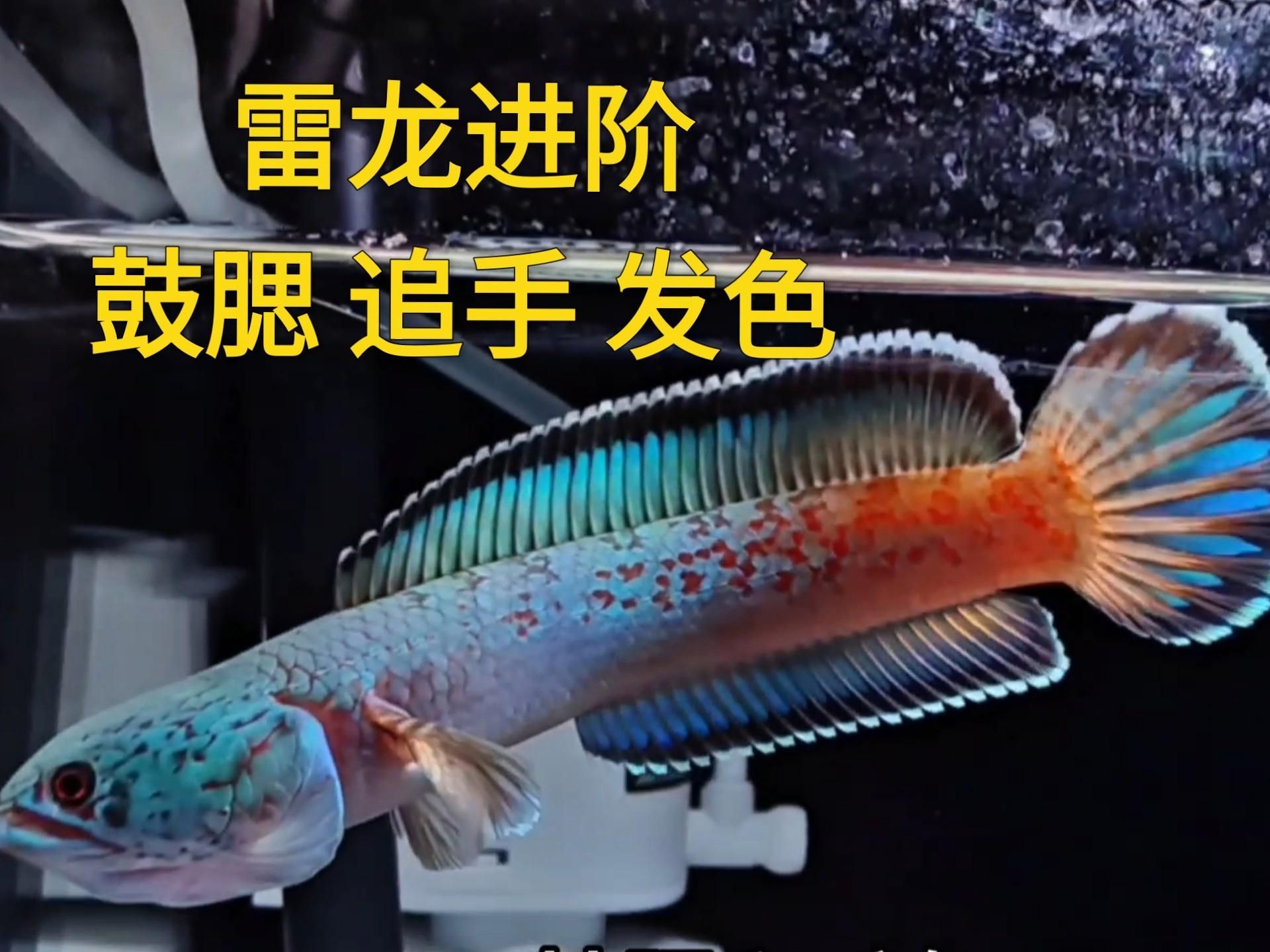 如何判斷雷龍魚是否適應新環(huán)境，如何判斷雷龍魚是否適應新環(huán)境，如何判斷雷龍魚是否健康