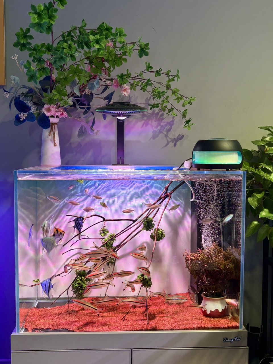 養魚庫存分享，魚庫存分享