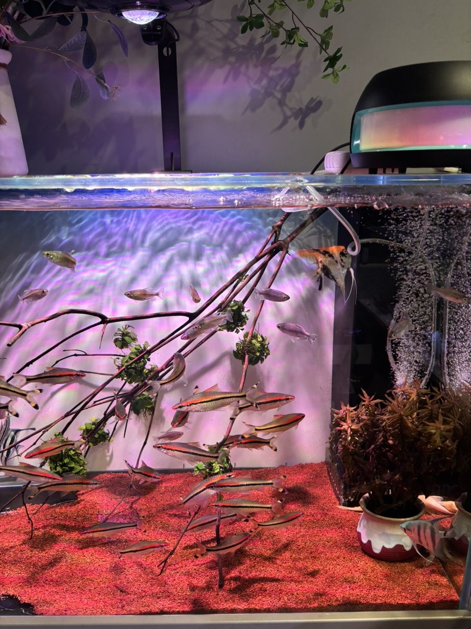 養魚庫存分享，魚庫存分享