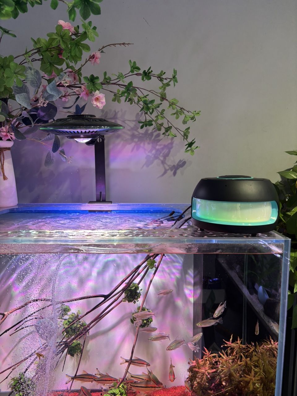 養魚庫存分享，魚庫存分享