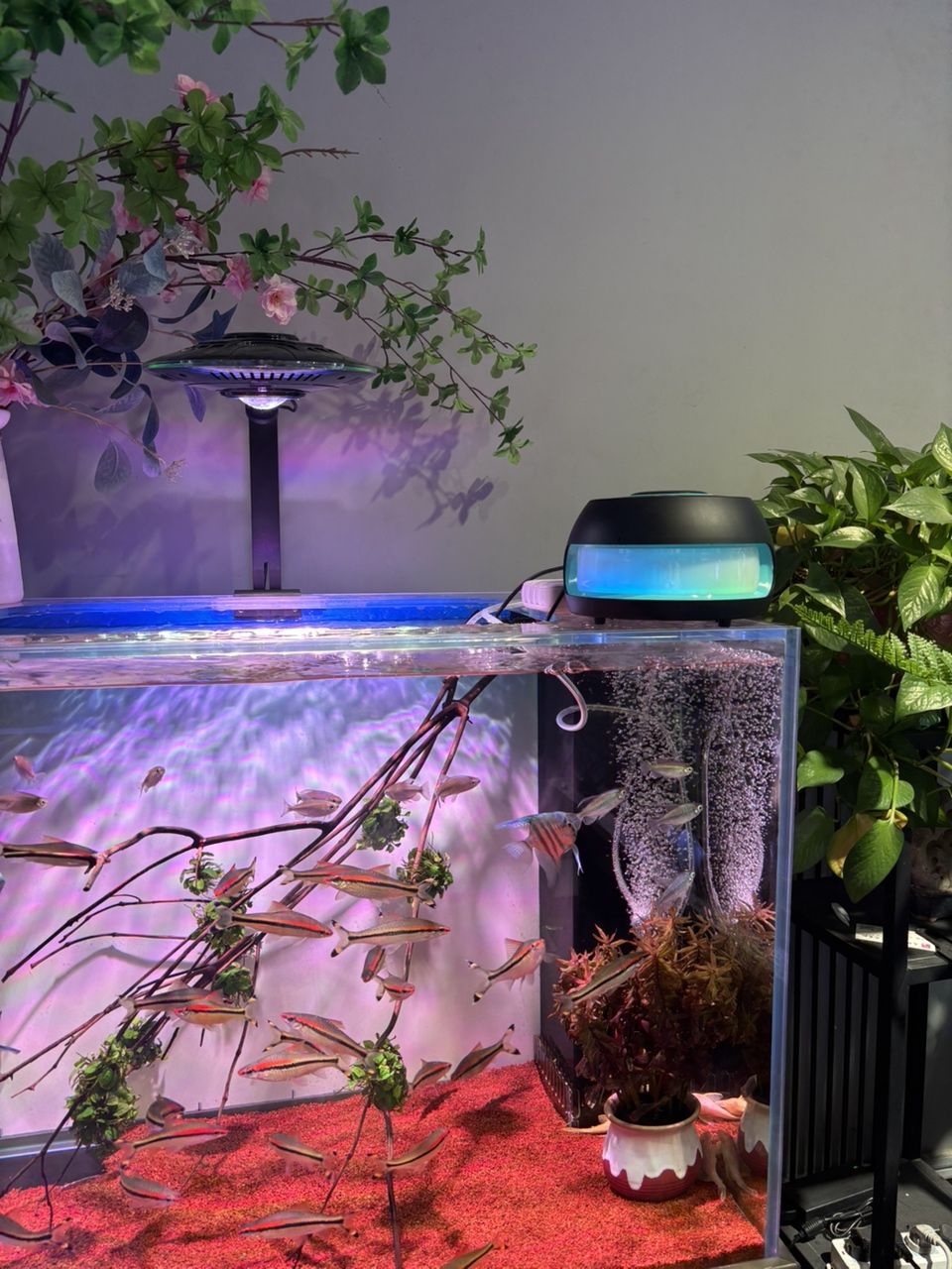 養魚庫存分享，魚庫存分享