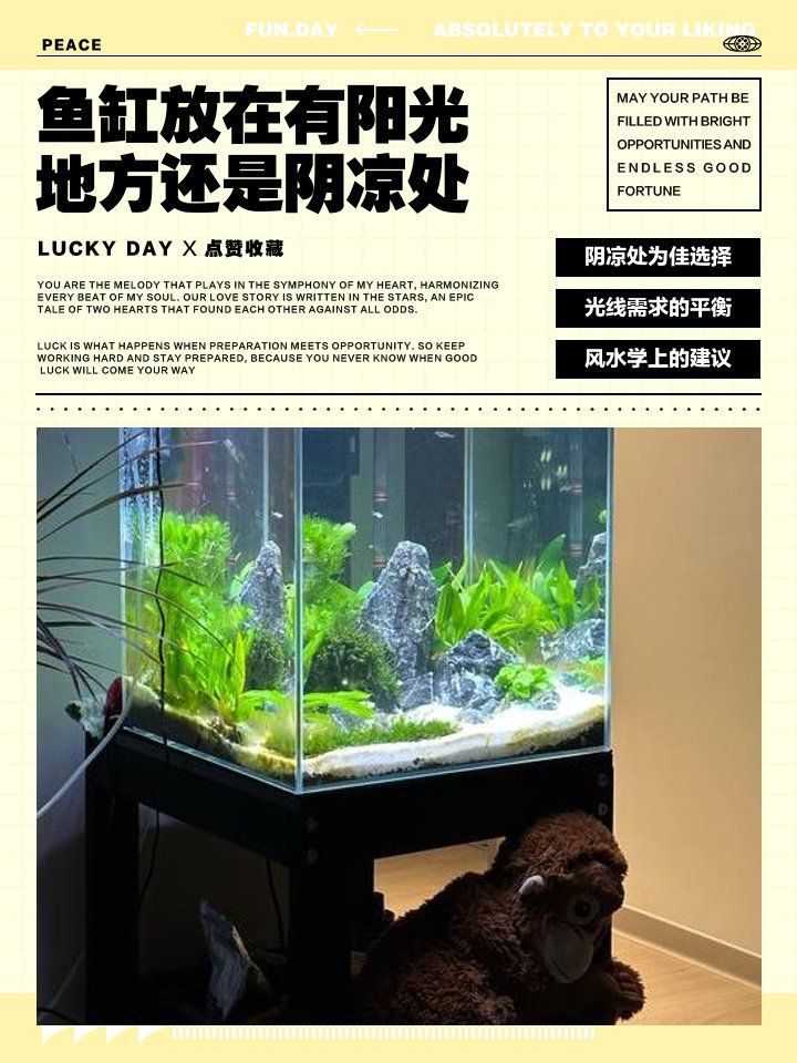 如何判斷我的龍魚缸擺放是否正確