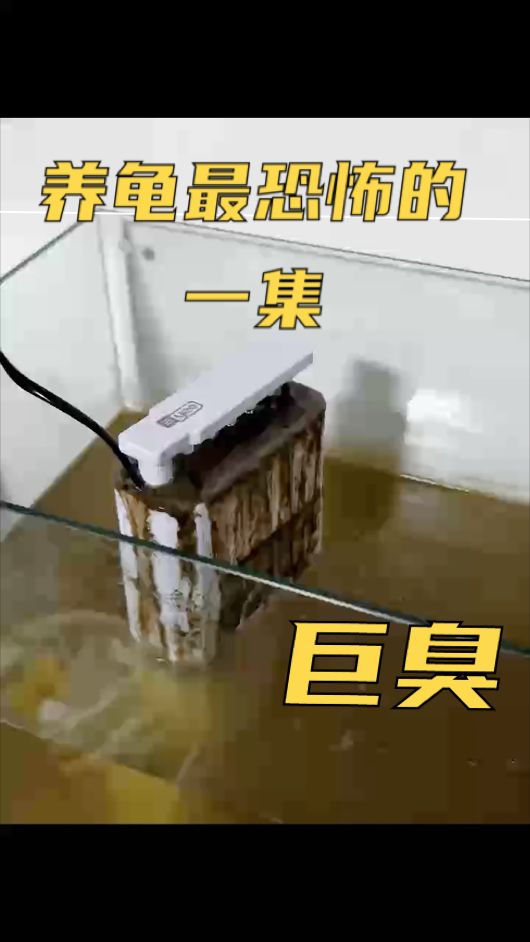 養(yǎng)龜最恐怖的一集，darcymylove評論：龜龜長大過濾頂不住了