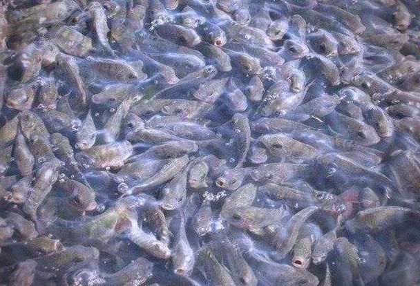 魚浮頭的急救方法，——水產(chǎn)養(yǎng)殖魚浮頭急救方法詳解